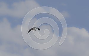 White tailed kite