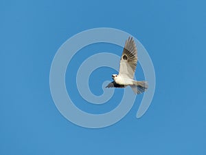 A White-Tailed Kite Bird in Flight