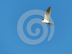 A White-Tailed Kite Bird in Flight on Blue Background