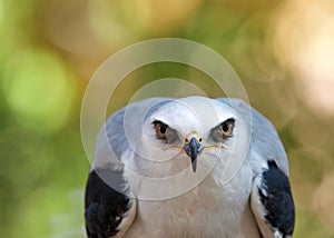 White Tailed Kite crouched down looking directly at viewer