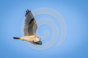 The white-tailed kite Elanus leucurus