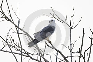 White-tailed Kite (Elanus leucurus