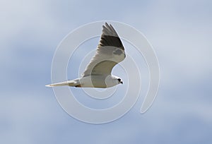 White-tailed Kite, Elanus leucurus