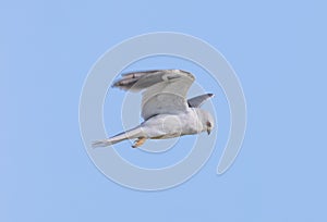 White-tailed Kite - Elanus leucurus, Adult.