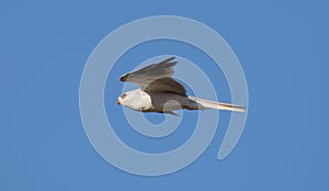 White-tailed Kite - Elanus leucurus, Adult. Hayward, California, USA