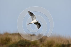 White Tailed Kite in Flight #2