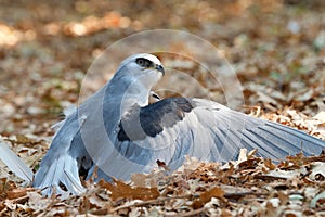 White tailed kite protecting prey with wings, just landed