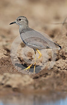 White tailed lapwing