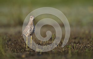 White tailed lapwing in morning