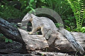 White-tailed Mongoose