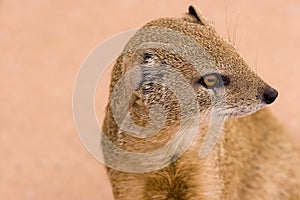 White-tailed Mongoose photo