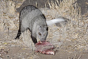 White-tailed Mongoose eating a bait. photo