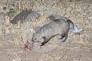 White-tailed Mongoose eating a bait.