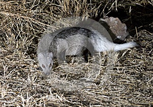 White-tailed Mongoose in Kenyan savanna. photo