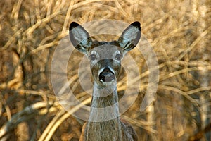 White Tailed Mule Deer photo