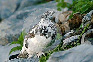 White-tailed Ptarmigan photo