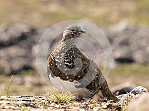 White tailed ptarmigan