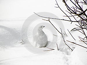 White-tailed Ptarmigan