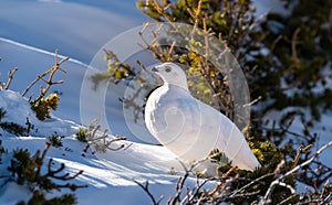 White-tailed Ptarmigan in Winter Plumage