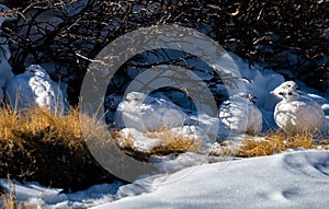 White-tailed Ptarmigans in Winter Plumage