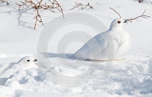 White-tailed Ptarmigans in a Snowy Meadow in the Colorado Rocky Mountains