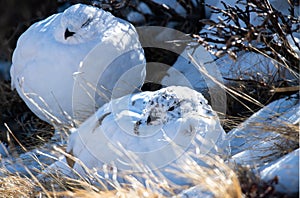 White-tailed Ptarmigans in Winter Plumage