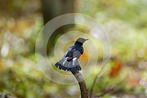 A White-tailed Robin perched on a tree branch. Cute black and white bird on blurred nature background. Birdwatching, birding