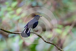 A White-tailed Robin perched on a tree branch. Cute black and white bird on blurred nature background. Birdwatching, birding