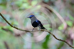 A White-tailed Robin perched on a tree branch. Cute black and white bird on blurred nature background. Birdwatching, birding