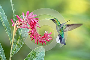 White-tailed sabrewing hovering next to pink flower, bird in flight, caribean tropical forest, Trinidad and Tobago