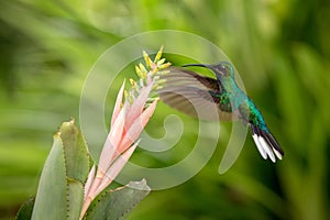 White-tailed sabrewing hovering next to pink flower, bird in flight, caribean tropical forest, Trinidad and Tobago,natural habitat