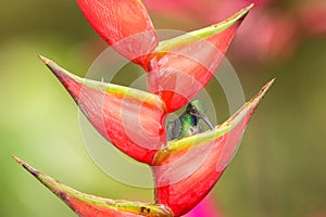 White-tailed sabrewing sitting on red flower, caribean tropical forest, Trinidad and Tobago, natural habitat, beautiful hummingbir