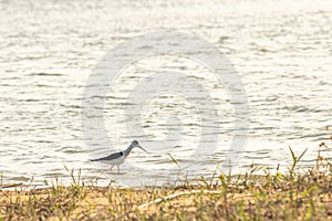 White-tailed Sandpiper Calidris temminckii Ã¢â¬â Kulik, the size of a Sparrow bird from the snipe family photo