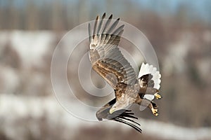 White-Tailed Sea Eagle