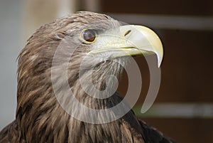 White tailed sea eagle