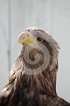 White tailed sea eagle