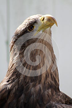 White tailed sea eagle