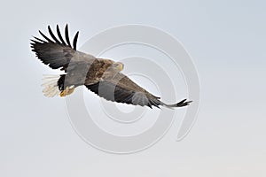 White tailed Sea eagle.
