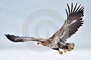 White tailed Sea eagle.