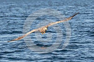 White-tailed Sea Eagle.
