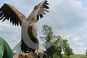 White Tailed Sea Eagle