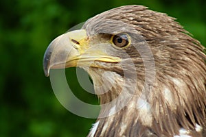 White Tailed Sea Eagle close up