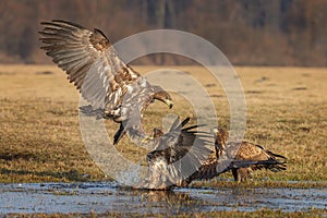 White-tailed sea eagle coming in to land