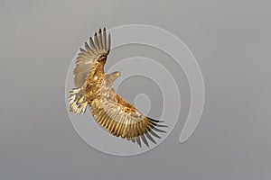 White-tailed Sea Eagle in flight