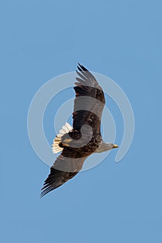 A White-tailed Sea Eagle in flight against clear, blue sky.