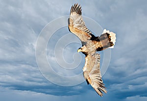 White-tailed sea Eagle in flight against cloudy sky