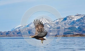 White Tailed Sea Eagle in flight against snow covered mountains near Ringstad in Vesteralen, Norway.