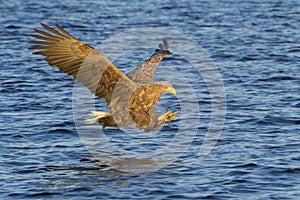 White-tailed sea eagle in flight catching fisht
