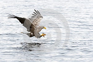 White-tailed Sea Eagle in flight