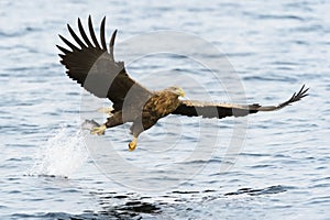 White-tailed Sea Eagle in flight